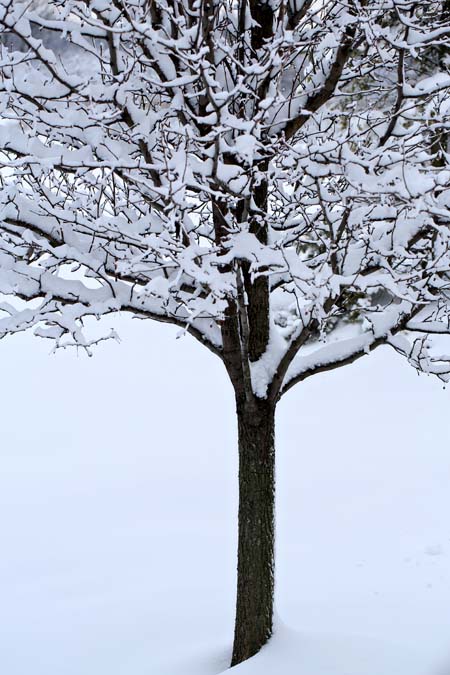 Snow tree 2