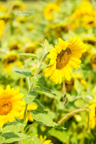 Sunflowers5473-Edit