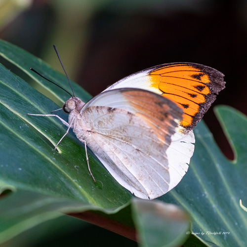 great orange tip butterfly