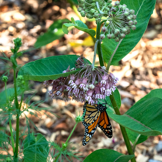 milkweed plant, monarch butterfly, columbus park of roses