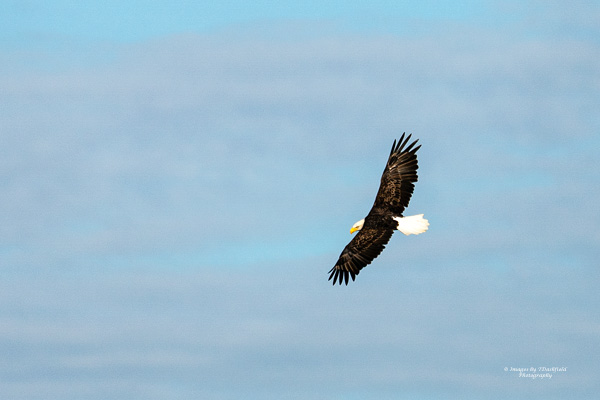 bald eagle, nature photography, bird photography, ohio nature