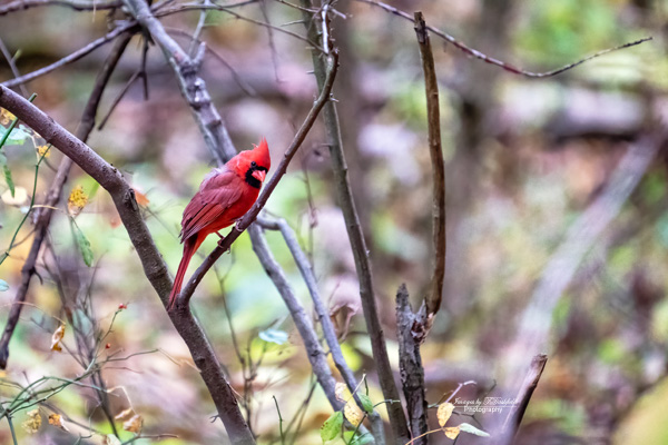 male cardinal, bird, redbird, Ohio
