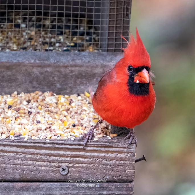 male cardinal, ohio, bird photography