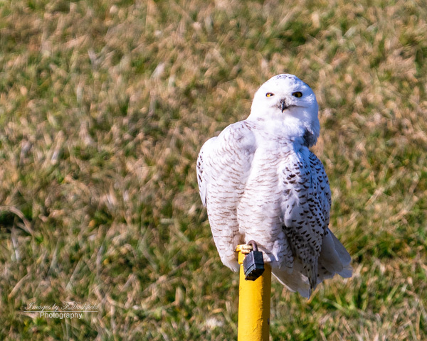 snowy owl, owl, Ohio