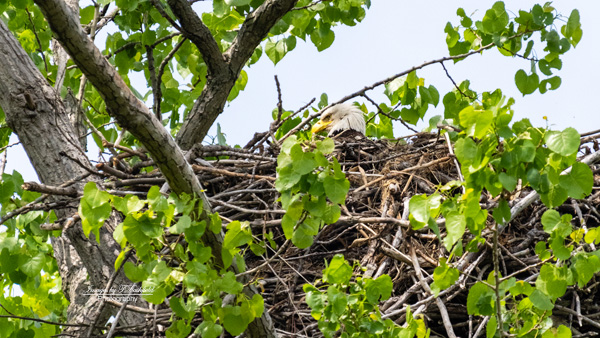 Bald Eagle, nest, cottonwood tree, Magee Marsh, Ohio