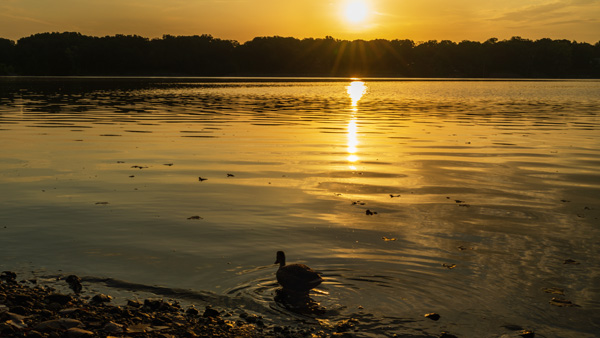 dawn, lake, reflection, sunrise, Ohio, Hoover Reservoir, duck