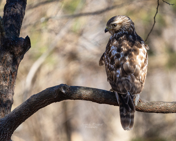 red shouldered hawk, ohio nature, bird of prey 